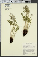 Cryptogramma cascadensis image