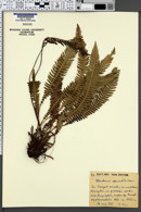 Blechnum spicant image