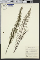 Blechnum spicant image