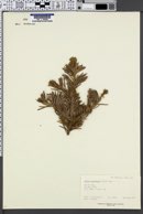 Abies lasiocarpa image