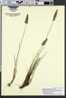 Calamagrostis purpurascens image