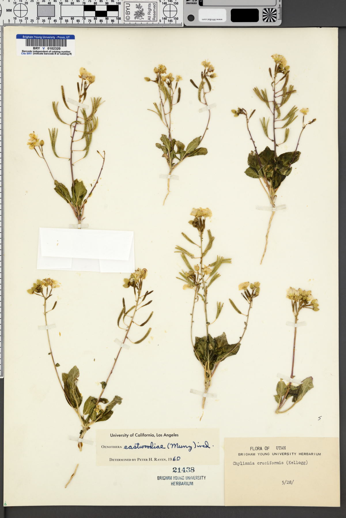 Camissonia eastwoodiae image