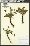 Cymopterus glomeratus image