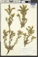 Oreocarya wetherillii image