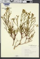 Eriogonum smithii image