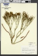 Eriogonum smithii image