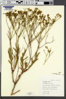 Eriogonum smithii image