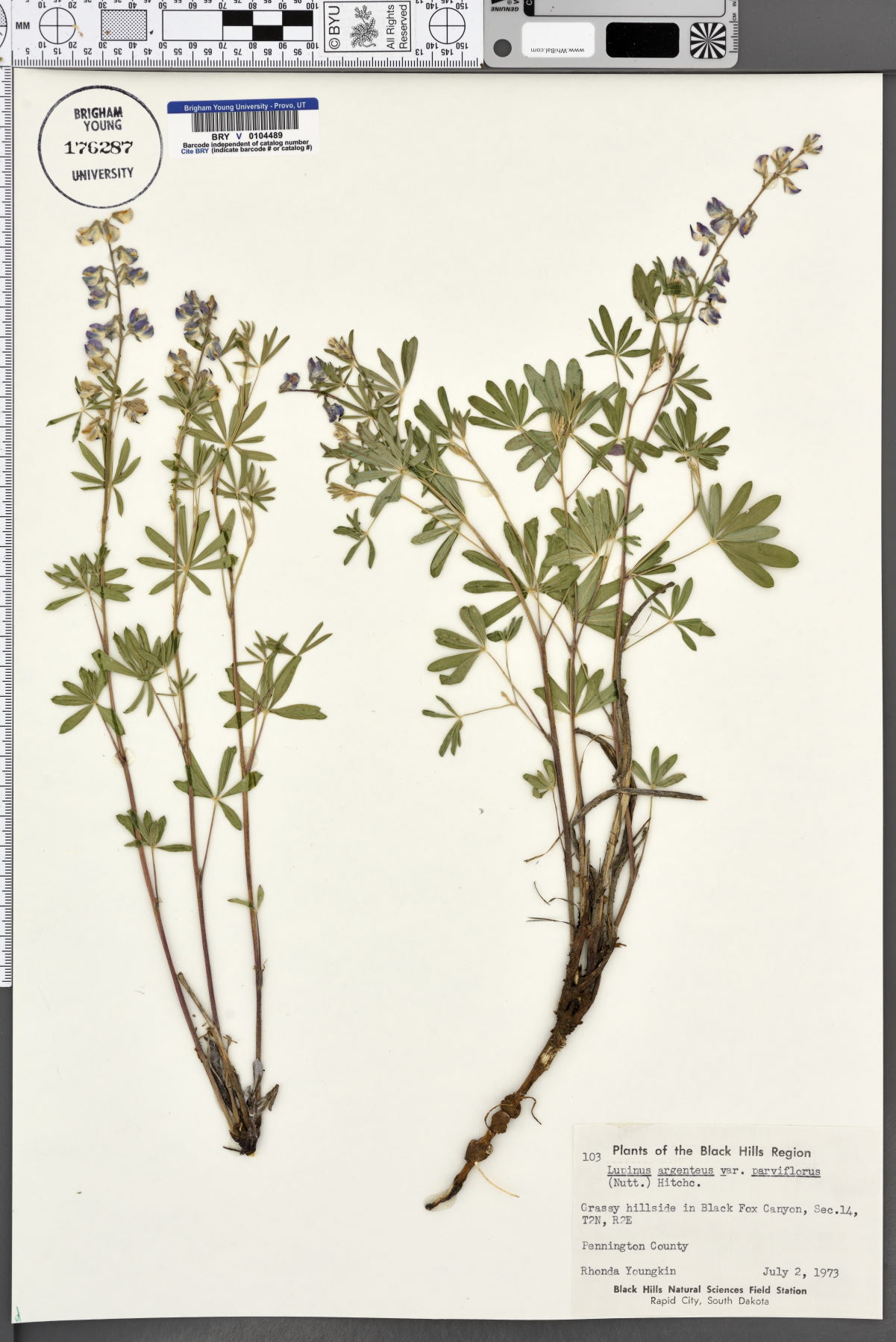 Lupinus argenteus var. parviflorus image