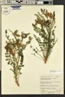 Astragalus beckwithii image