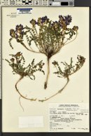 Astragalus beckwithii image