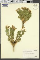 Astragalus asclepiadoides image