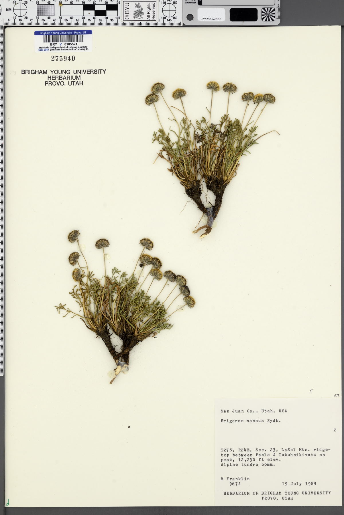 Erigeron mancus image