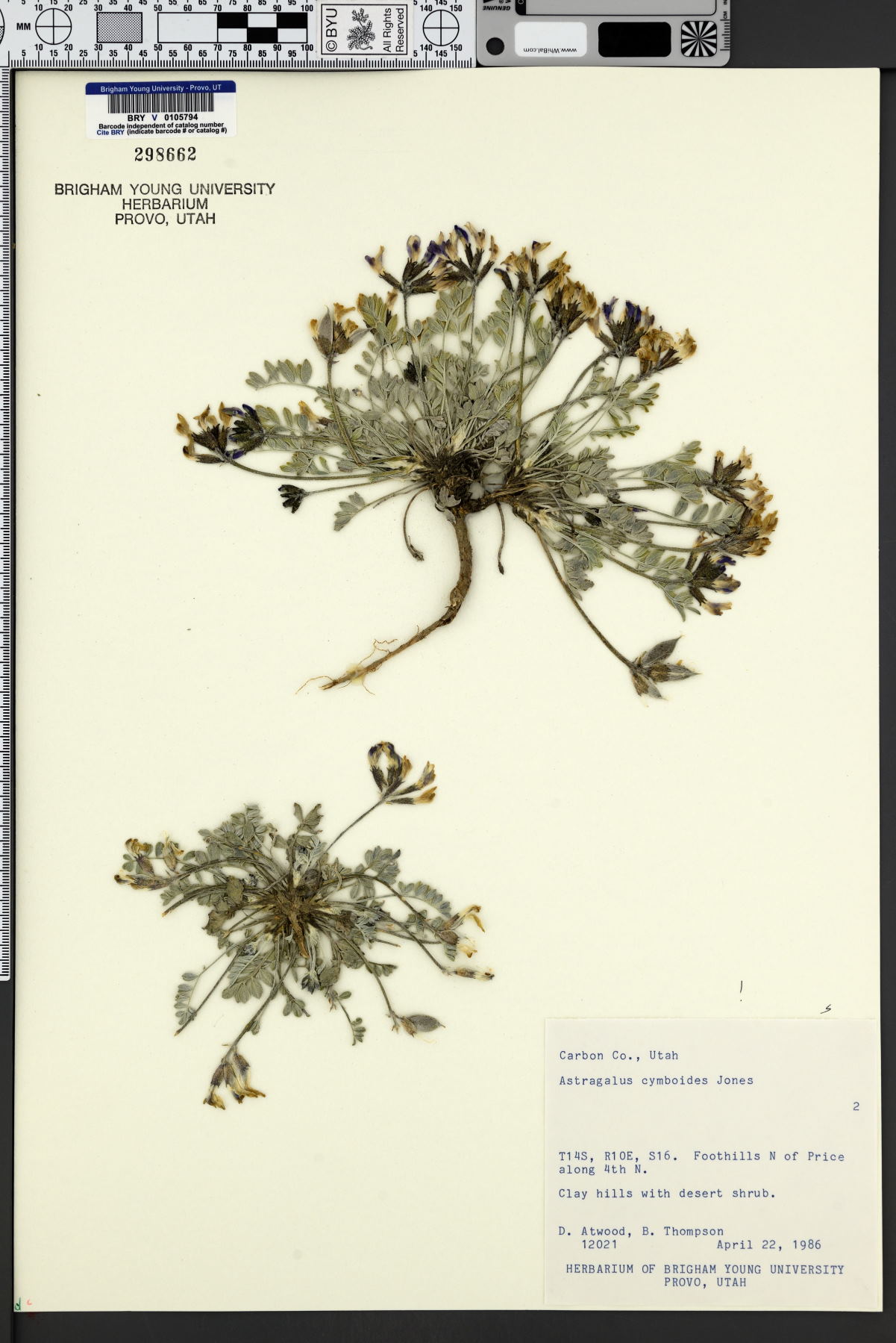 Astragalus cymboides image