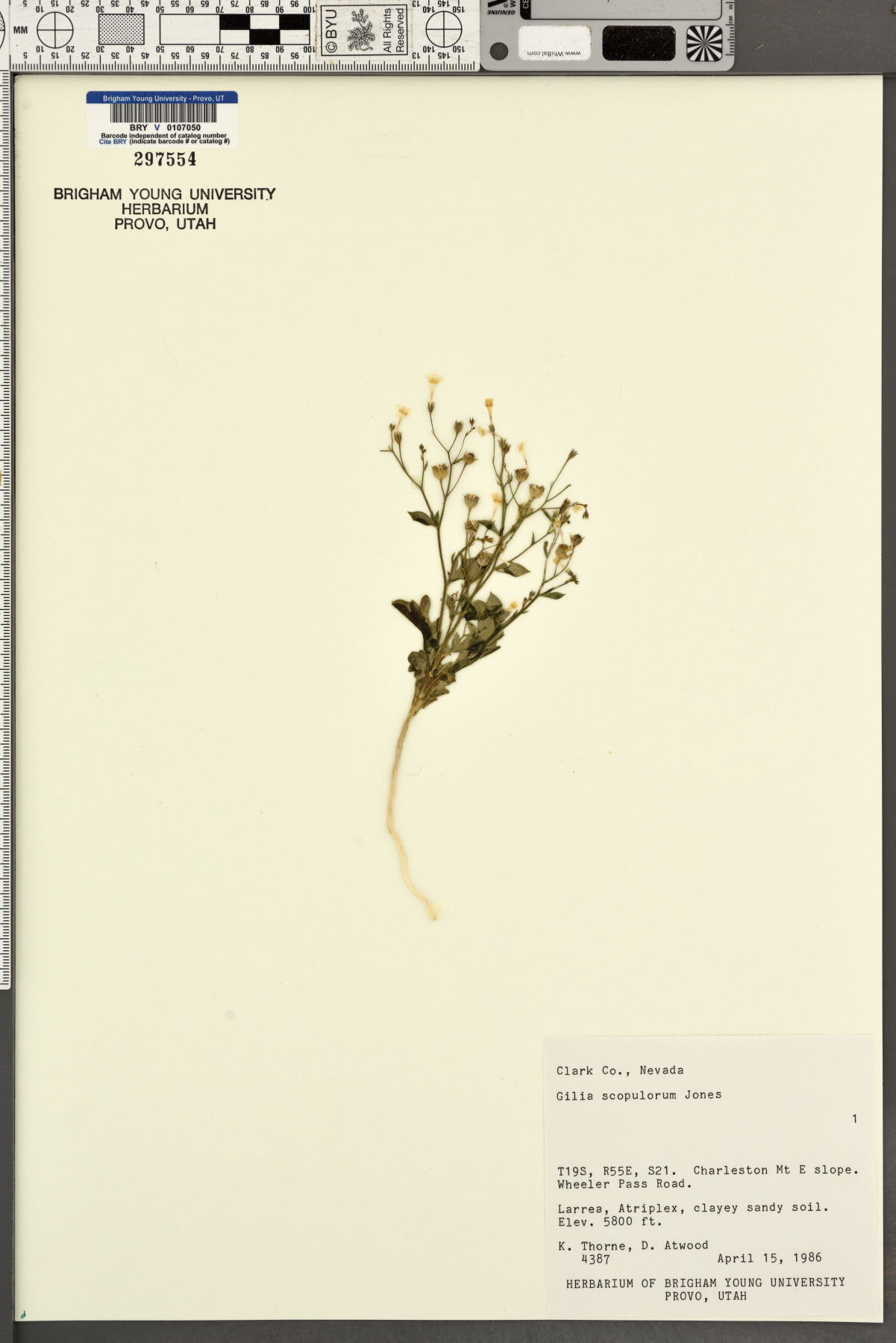 Gilia scopulorum image