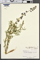 Lupinus argenteus subsp. moabensis image