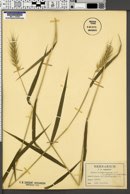 Elymus glabriflorus image