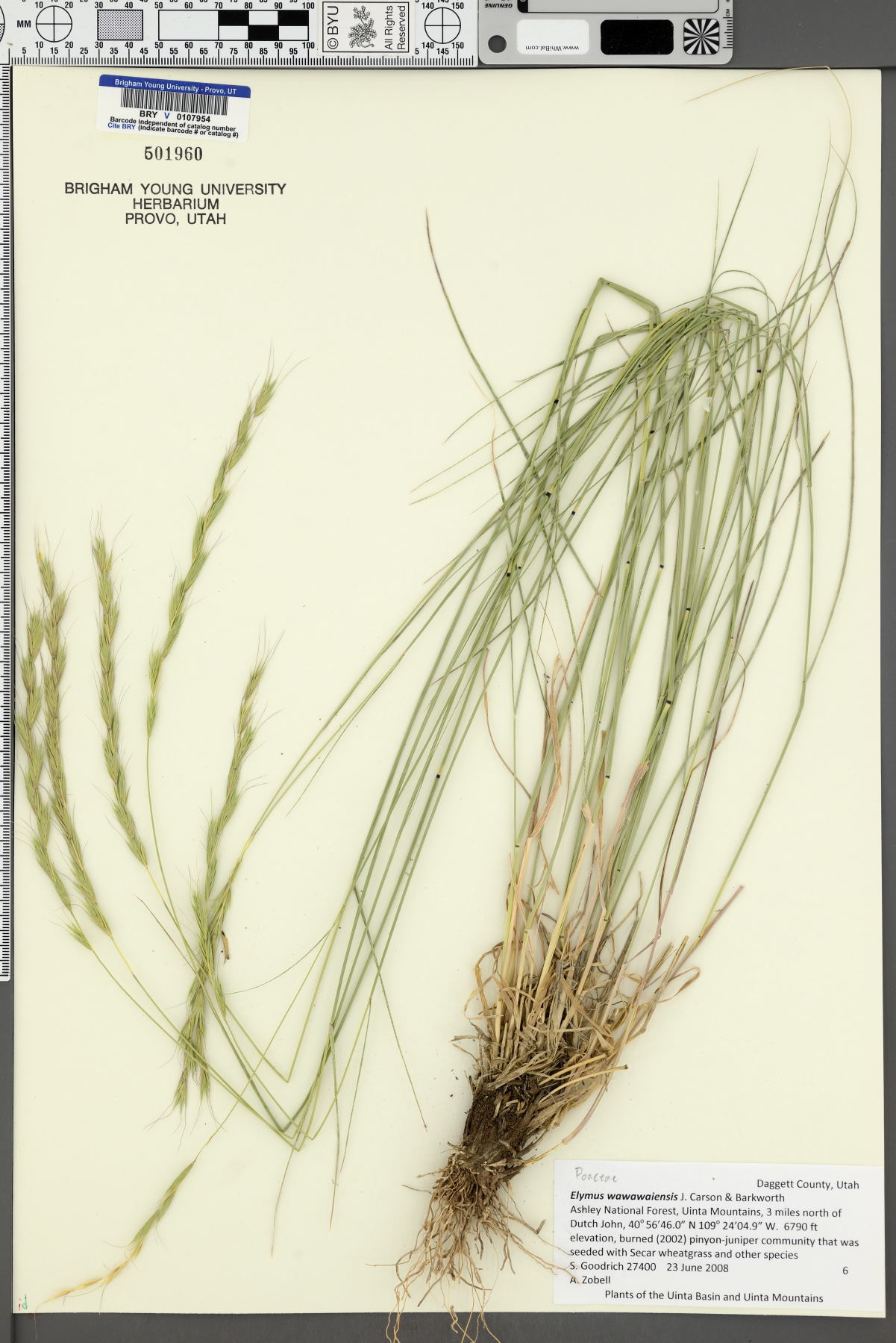 Elymus wawawaiensis image