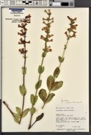 Penstemon lentus image