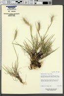 Elymus scribneri image