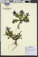 Penstemon leonardii image