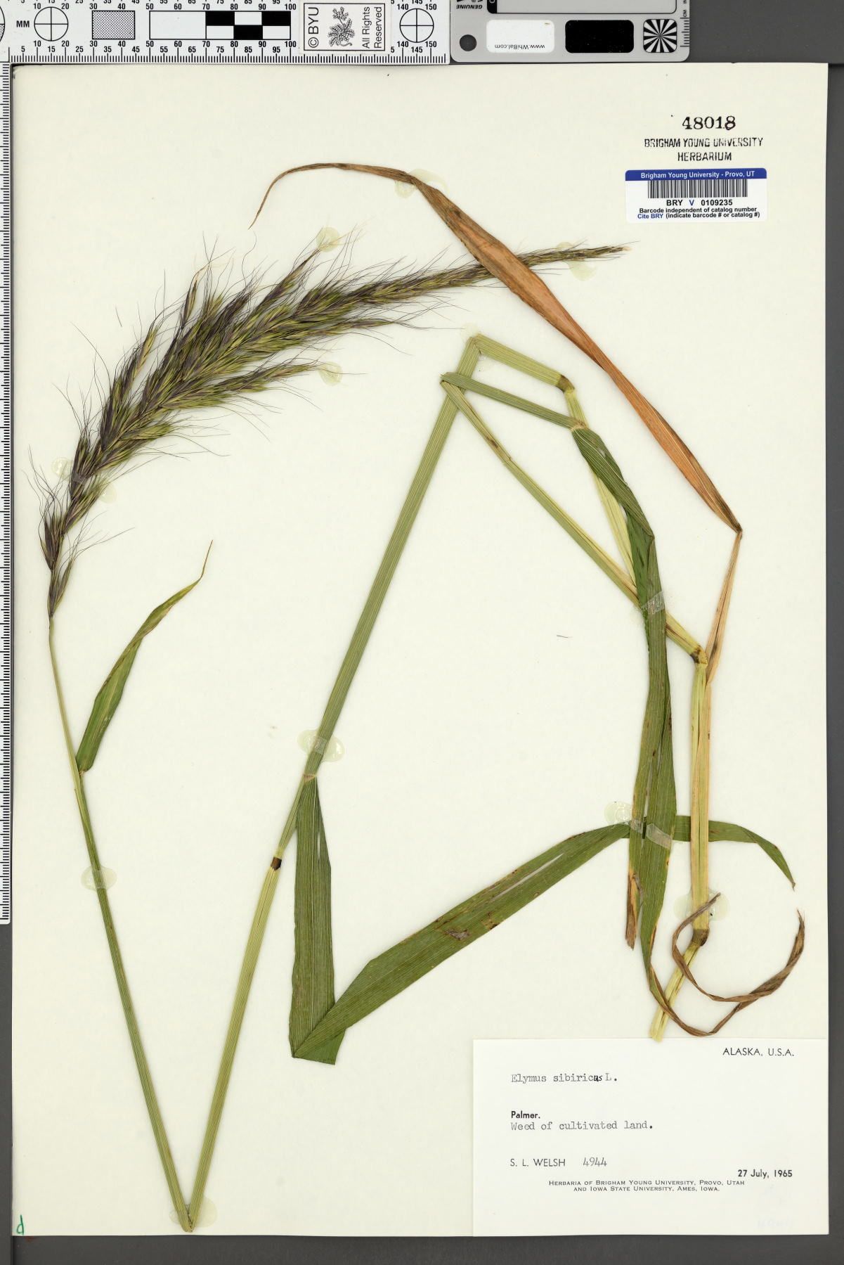 Elymus sibiricus image