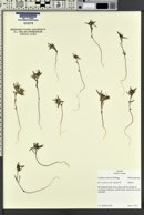 Collomia tinctoria image