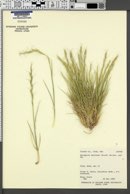 Pseudoroegneria spicata image