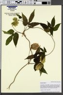 Humulus lupulus image