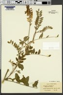 Astragalus canadensis image