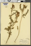 Astragalus canadensis image