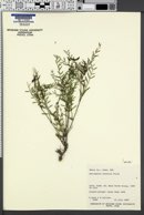 Astragalus multiflorus image