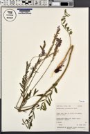 Onobrychis viciifolia image