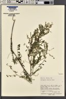 Astragalus multiflorus image