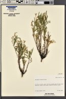 Astragalus multiflorus image