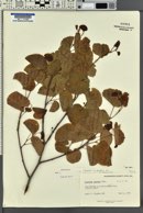 Cercis occidentalis image