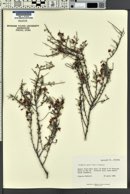 Krameria bicolor image