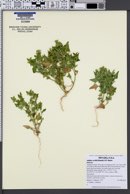 Atriplex covillei image