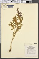 Lupinus caudatus image