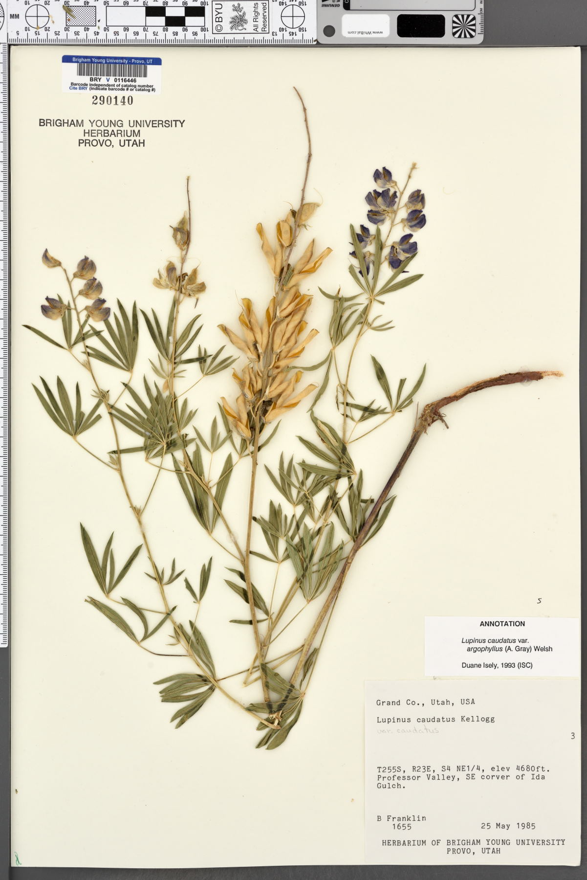 Lupinus caudatus subsp. argophyllus image