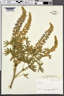 Lupinus leucophyllus image