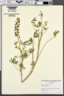 Lupinus meionanthus image