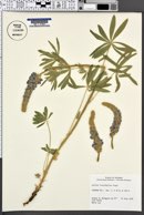 Lupinus leucophyllus image