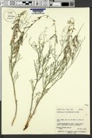 Astragalus duchesnensis image