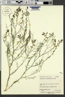 Astragalus duchesnensis image