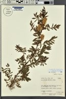 Glycyrrhiza lepidota image