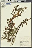 Glycyrrhiza lepidota image