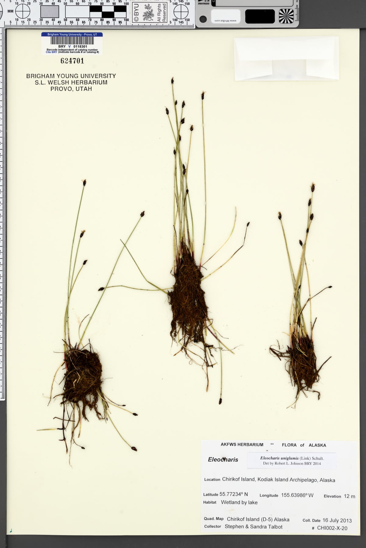 Eleocharis uniglumis image