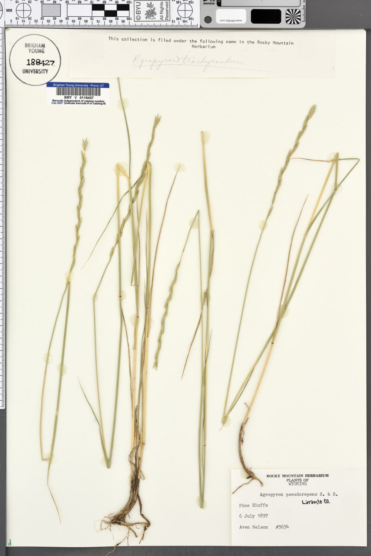 Elymus x pseudorepens image