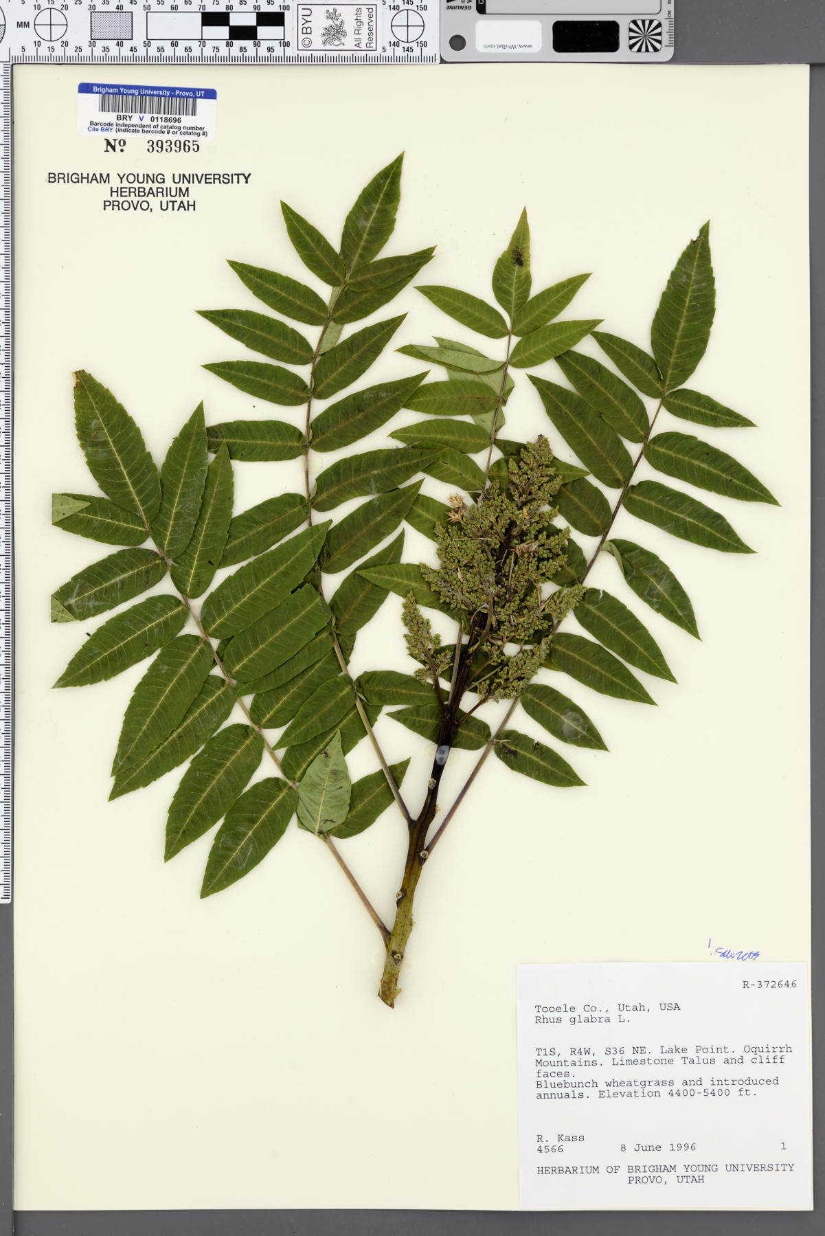 Rhus glabra image