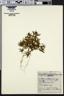 Phlox gracilis image